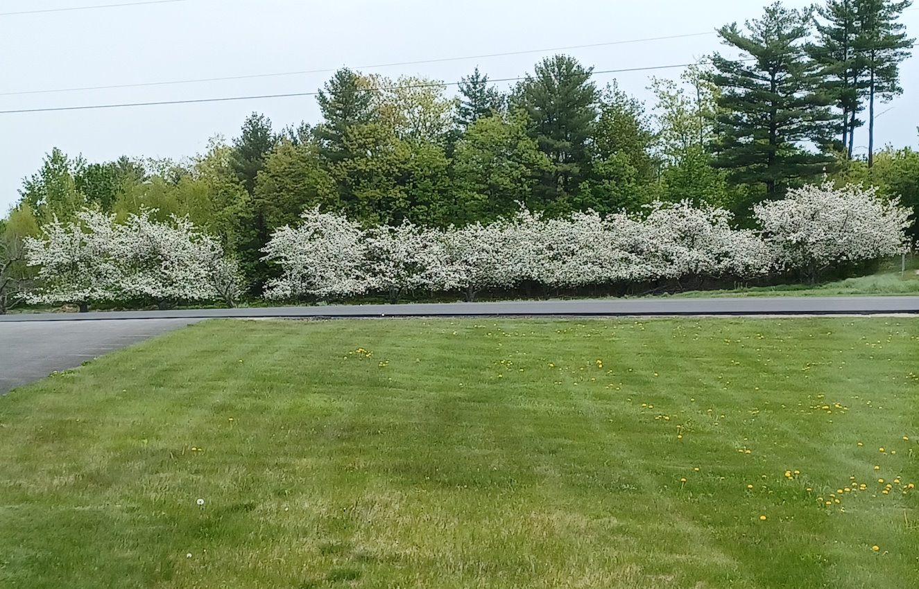Apple Trees In Blossom